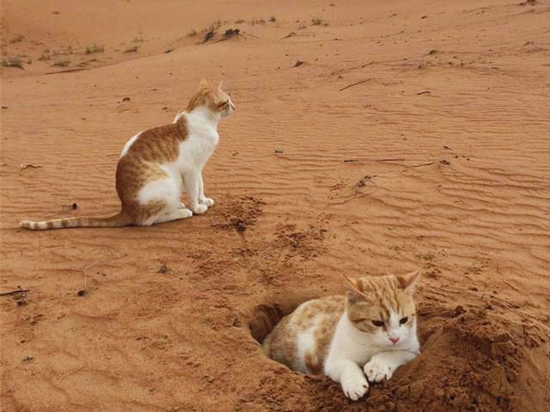 橘貓隨鏟屎官遠嫁國外後，將整片沙漠當成貓砂盆，開啟幸福喵生