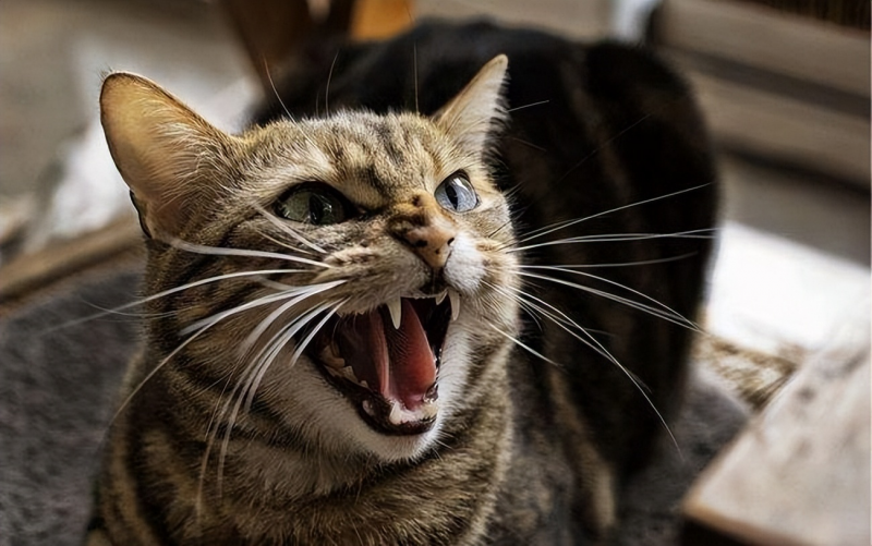 原來貓咪「生氣」，是這樣表達出來的，別傻傻不知道