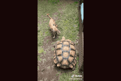 狗狗每天都給烏龜好基友叼去自己心愛的樹枝，後者卻經常十動然拒