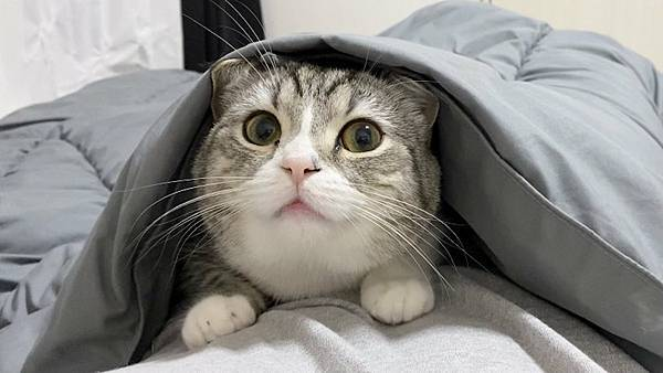 Japanese-Scottish-Fold-Motimaru-grabs-Guinness-World-Record-for-most-watched-cat-on-YouTube.jpg