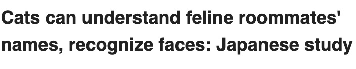 貓貓不僅能聽懂自己的名字，還能聽懂「貓室友」的名字？
