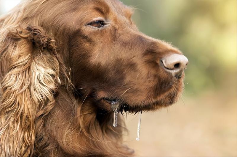 狗狗「狂犬病」6大徵兆，一旦發現，就要重視