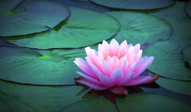 6月開始，3生肖鹹魚大翻身，財源滾滾而來