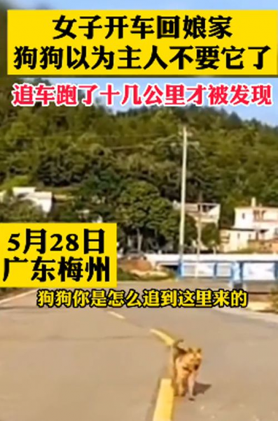 女子駕車回娘家，狗狗在後面追了10幾公裡：我以為你不要我了