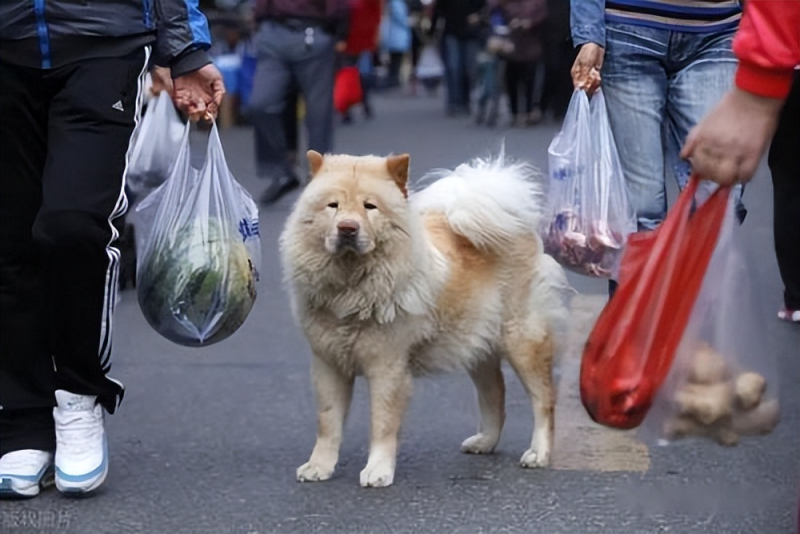 狗狗「走丟」後，多半會躲在這幾個地方，快去找