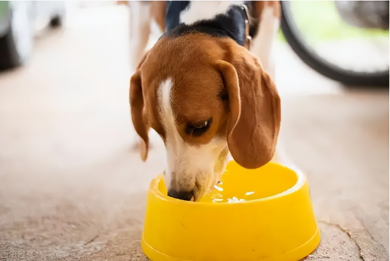 狗狗飼養禁忌：這7種做法，別再出現了